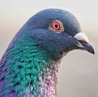 Pigeon Syndrome by Benjamin Keyser (photo by Jay Patel)